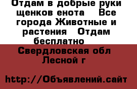 Отдам в добрые руки щенков енота. - Все города Животные и растения » Отдам бесплатно   . Свердловская обл.,Лесной г.